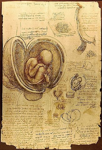 El fetus