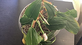 Timeline: Bitácora de mi planta (Anturia)- Emanuel Gavilanes