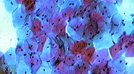 Timeline: EVOLUCIÓN DE LA CITOLOGÍA CARLOS MENESES 5TO C