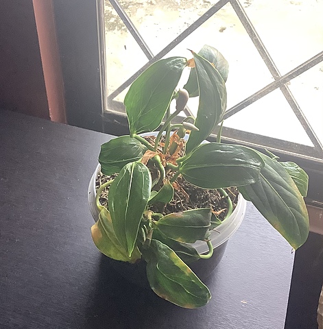 Evolución de mi planta “Anturio” Emanuel Gavilanes