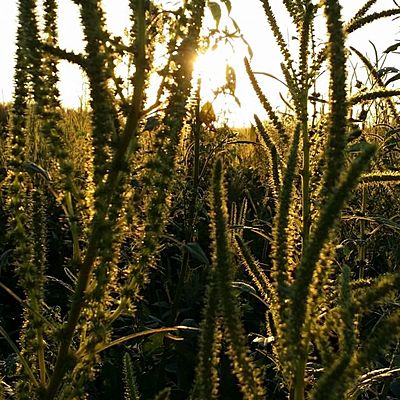 Timeline: Historia de la Malherbología