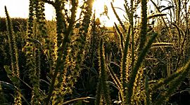 Timeline: Historia de la Malherbología