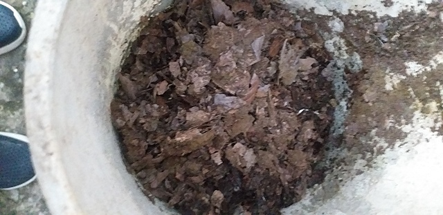 Primer semana de mi planta