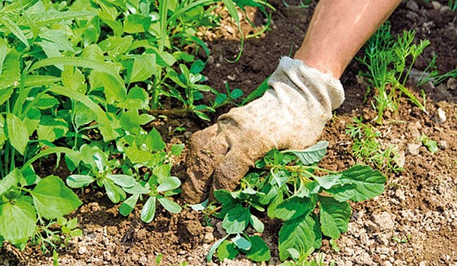 P. C. Marth y J. M. Mitchell. (E. U. A.)