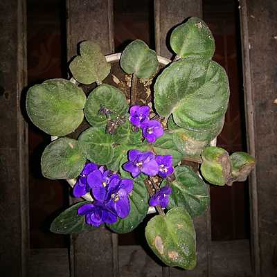 Timeline: Planta de Violeta Odorata