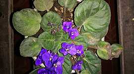 Timeline: Planta de Violeta Odorata