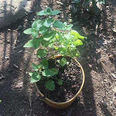 Timeline: PLAN DE TORONJIL