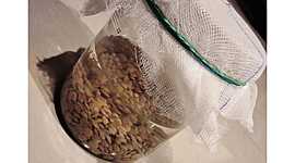 Timeline: LENTEJITA.