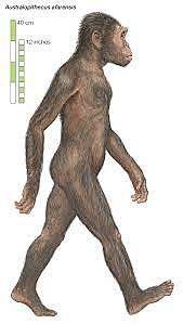Australopithecus