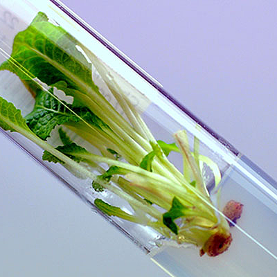 Timeline: Biotecnologia CTV