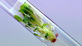 Timeline: Biotecnologia CTV