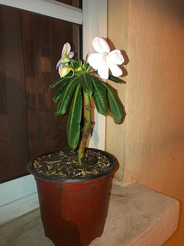 Catharanthus roseus (chavela)