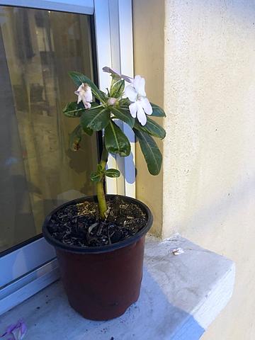 Catharanthus roseus (chavela)