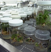 Cultivo de tejidos vegetales