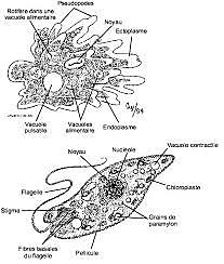 Publication des premiers dessins de protozoaires de l'histoire (cellules)