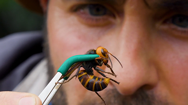 Avispón asesino