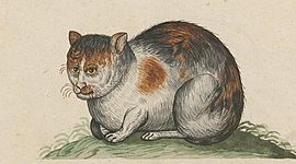 Timeline: Middeleeuwen