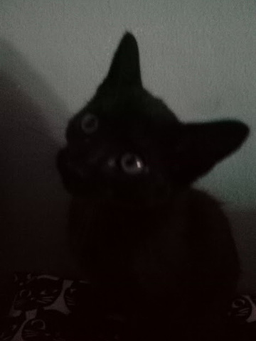 Em van portar el meu gat