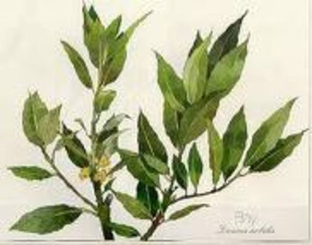 The Olive Branch Petition