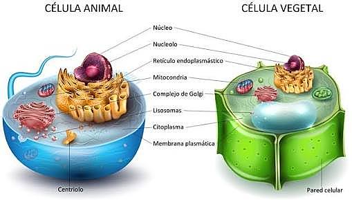Marcelo Malpighi observó al microscopio diversos tejidos animales y vegetales.