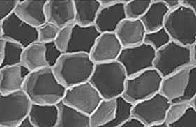 Robert Hooke publicó un libro titulado Micrographia, donde describe su experiencia con las células. Estudió un corcho de madera y observó bajo su lente algo parecido a un panal de abejas.