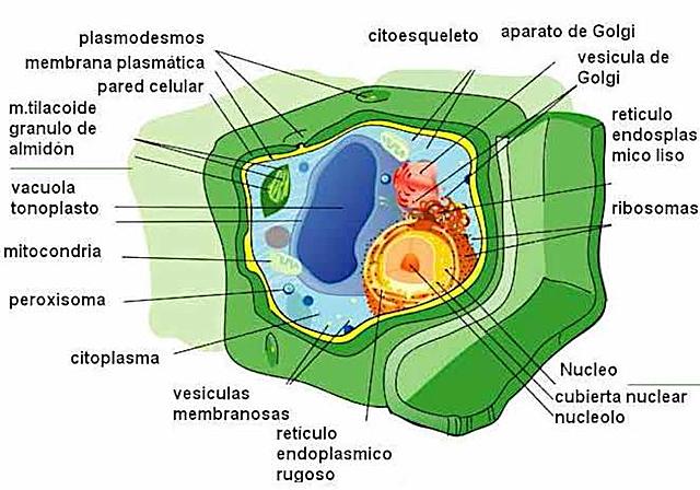 Robert Brown describe una estructura constante en sus observaciones microscópicas de tejido vegetal a la que llamó núcleo