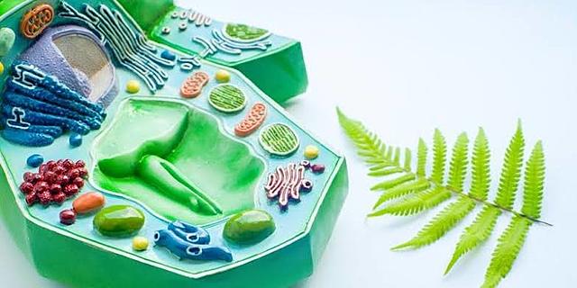 Matthias J. Schleiden, botánico alemán, afirmó que todas las plantas están constituidas de células.