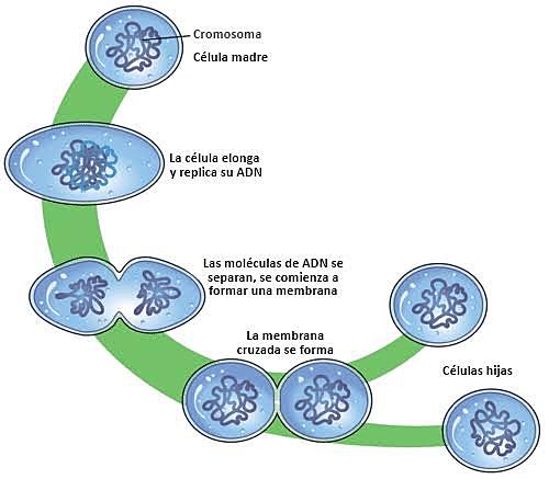 Rudolf L. K. Virchow, observó que las células se dividían, formando células hijas