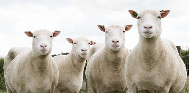 Clonagem da primeira ovelha