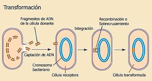 1928 - Frederick Griffith