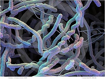 1944 - Albert Schatz