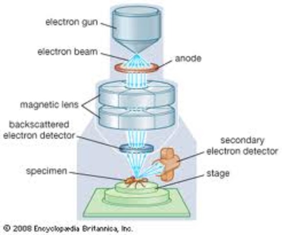 Scanning Electron Microscope (SEM)