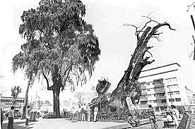 Árbol de la noche triste