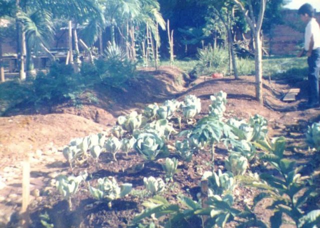Huertas hechas por los estudiantes del plantel