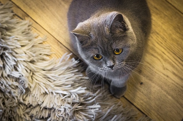 Minu kassi nimi on Saimon.