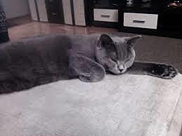 Talle meeldib magada,mängima,rohelised olivid ja kui temale teevad pai.