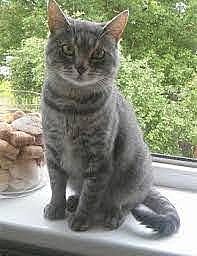 minu kass esimene kord õues