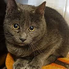 mina andsin minu kassi sööma