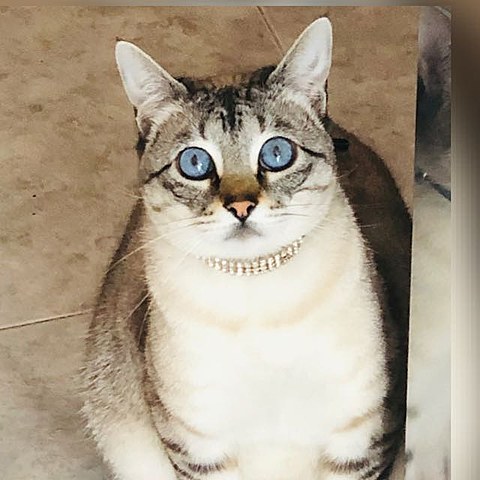 me regalen el meu gat