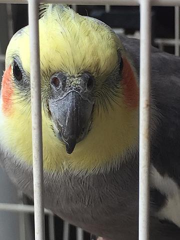 I got a Cockatiel (Calopsita)