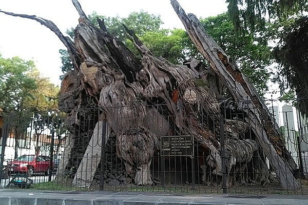 ARBOL DE LA NOCHE TRISTE