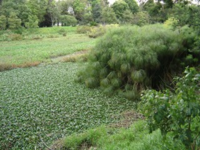 humedales o ejercitos.