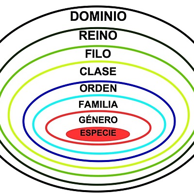 Timeline: Línea en el tiempo de la clasificación de los seres vivos