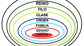 Timeline: Línea en el tiempo de la clasificación de los seres vivos