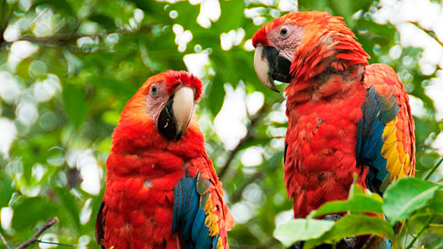 Globalización de la región Amazónica