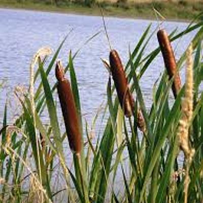 Timeline: Humedal Tierra Blanca