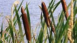 Timeline: Humedal Tierra Blanca