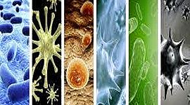 Timeline: Las pandemias a lo largo del tiempo