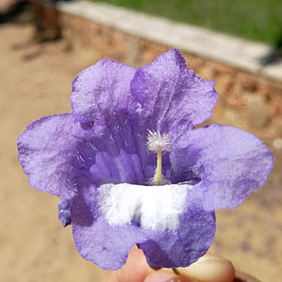 Timeline: Mi línea del tiempo Saosed