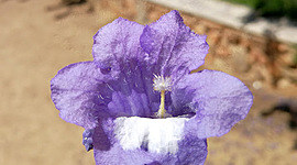 Timeline: Mi línea del tiempo Saosed